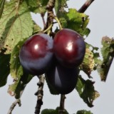 1408F 022 Am Weserbogen